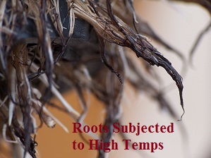 Roots subjected to high nutrient solution temperatures