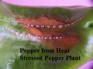damaged pepper fruit due to high water temps