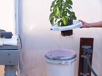 Hydroponic DWC Water Culture System