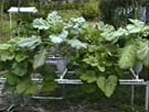home built hydroponic systems
