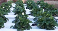 Hydroponics How To Build Your Own