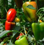 growing peppers using hydroponics