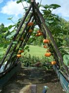 a frame supports hydroponically grown pumpkins