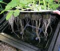 hydroponic nutrients provide healthy root sysyems