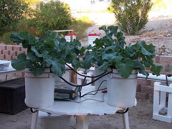 Four plant drip system for growing large plants