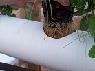 Roots growing in hydroponics
