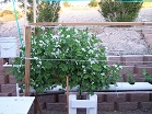 hydroponic system growing snap peas