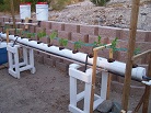 flood and drain system growing peas