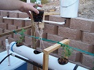 pea plant roots growing with hydroponics