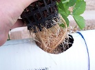 roots of plant in hydroponics