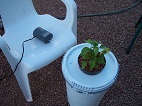 Pepper plant in a DWC system