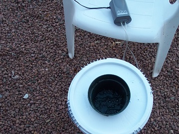 Dwc bucket system with plant basket