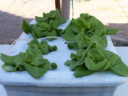 Hydroponically grown lettuce