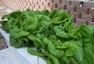 Hydroponically grown lettuce