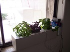 hydroponically grown herbs in window water culture system