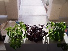 Three types of basil plants in hydro