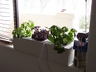 Three types of basil plants in hydroponics
