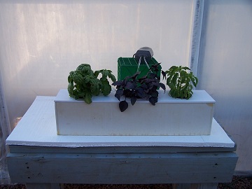 hydroponically grown herbs in window water culture system