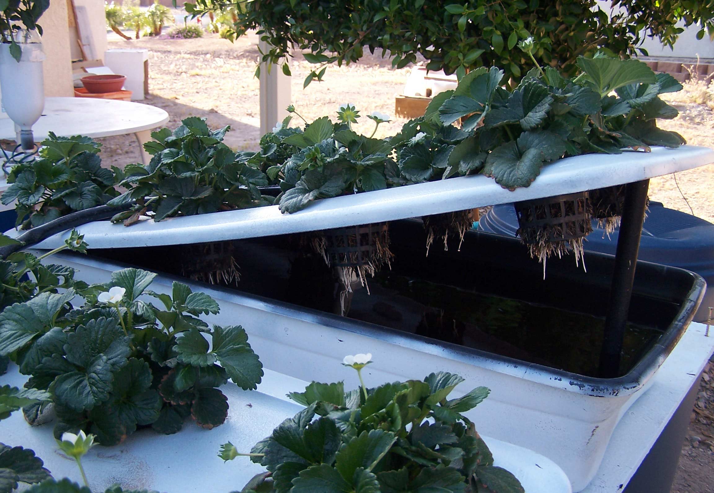 Home Hydroponic Systems The