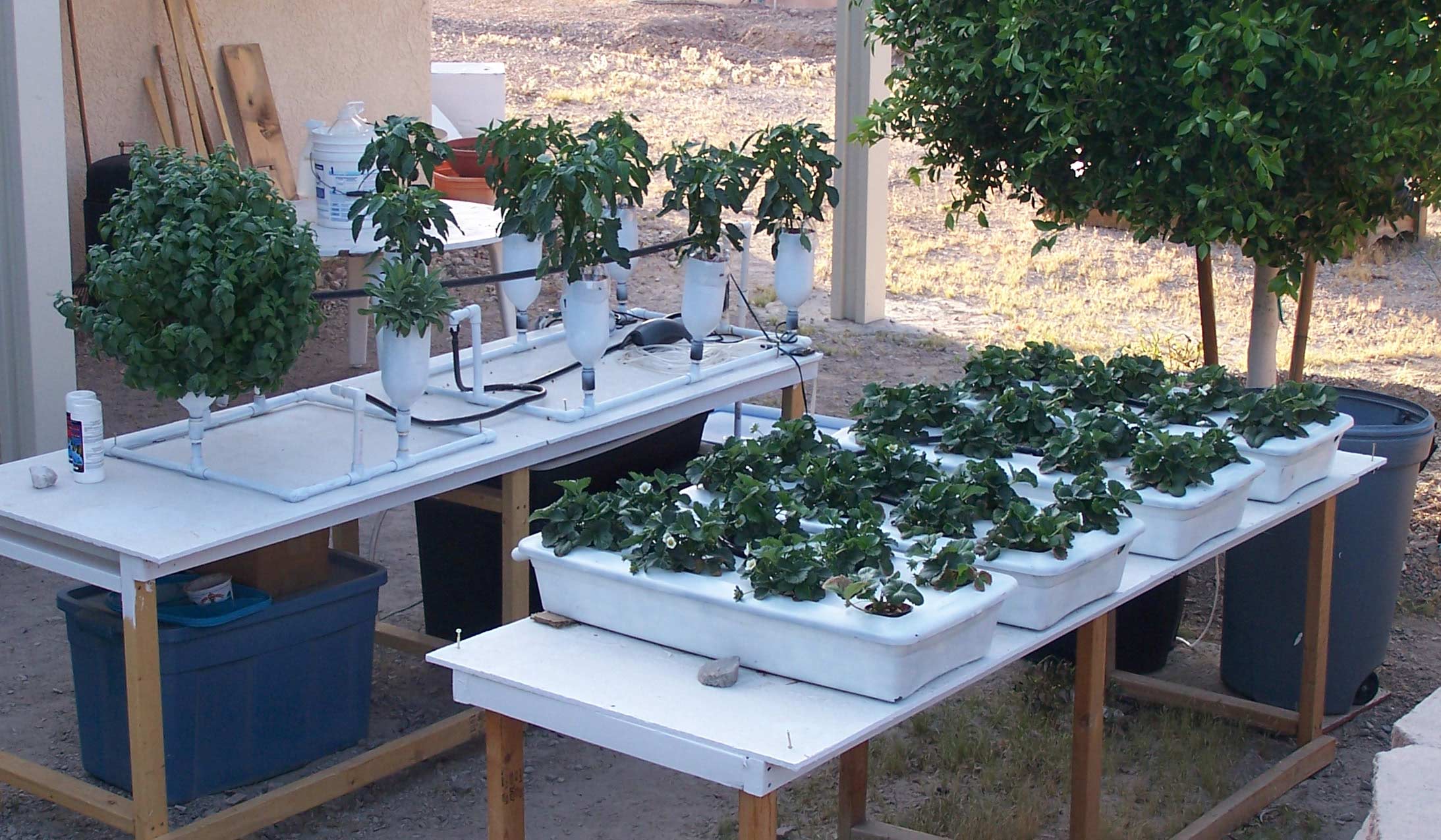 Plants growing in home built hydroponic systems